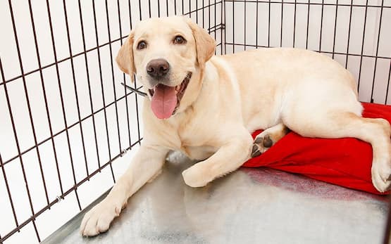 dog inside playpen laying ona red bed