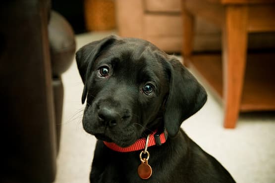 puppy with red collar with id tag