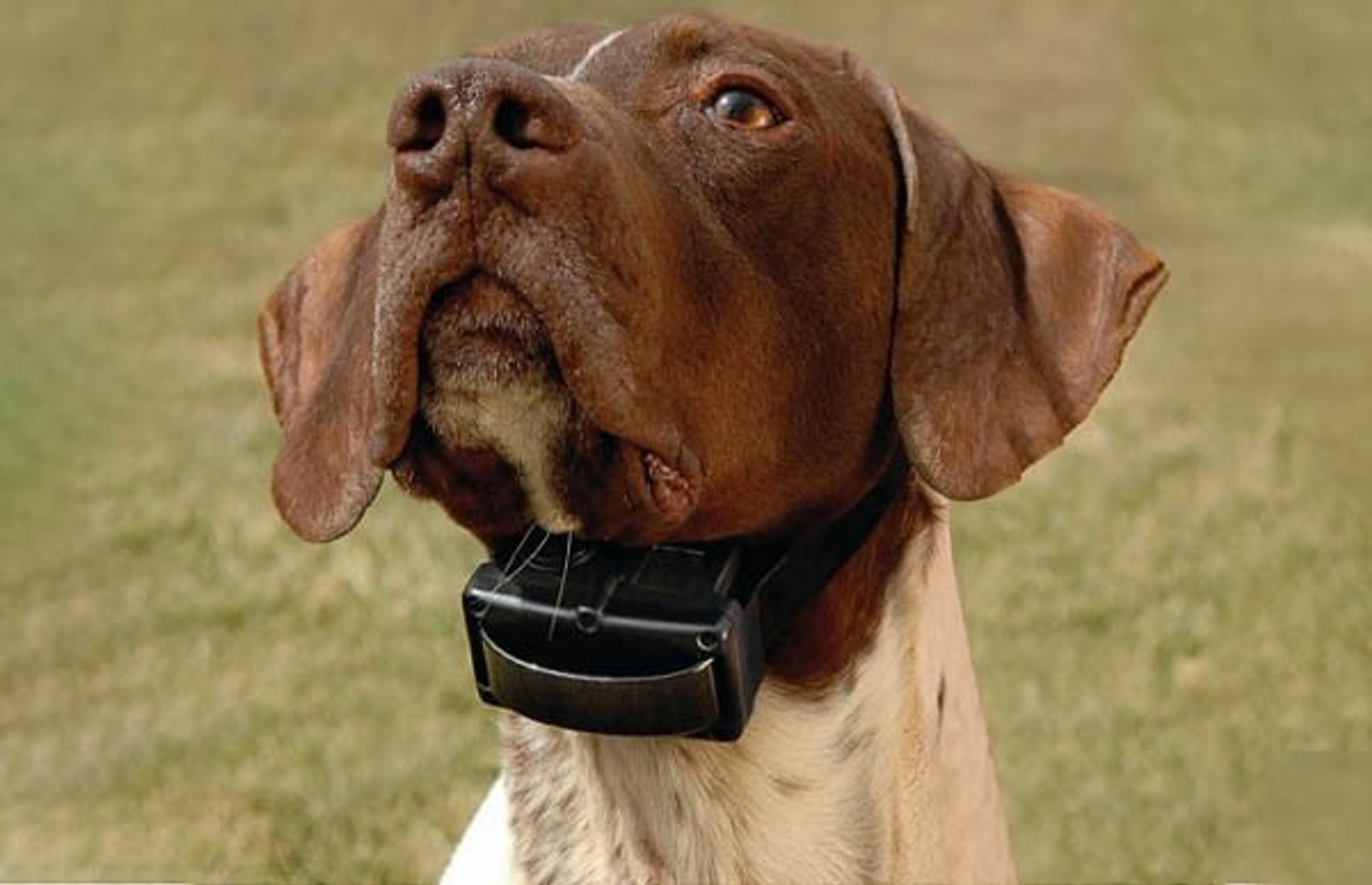 anti barking collar