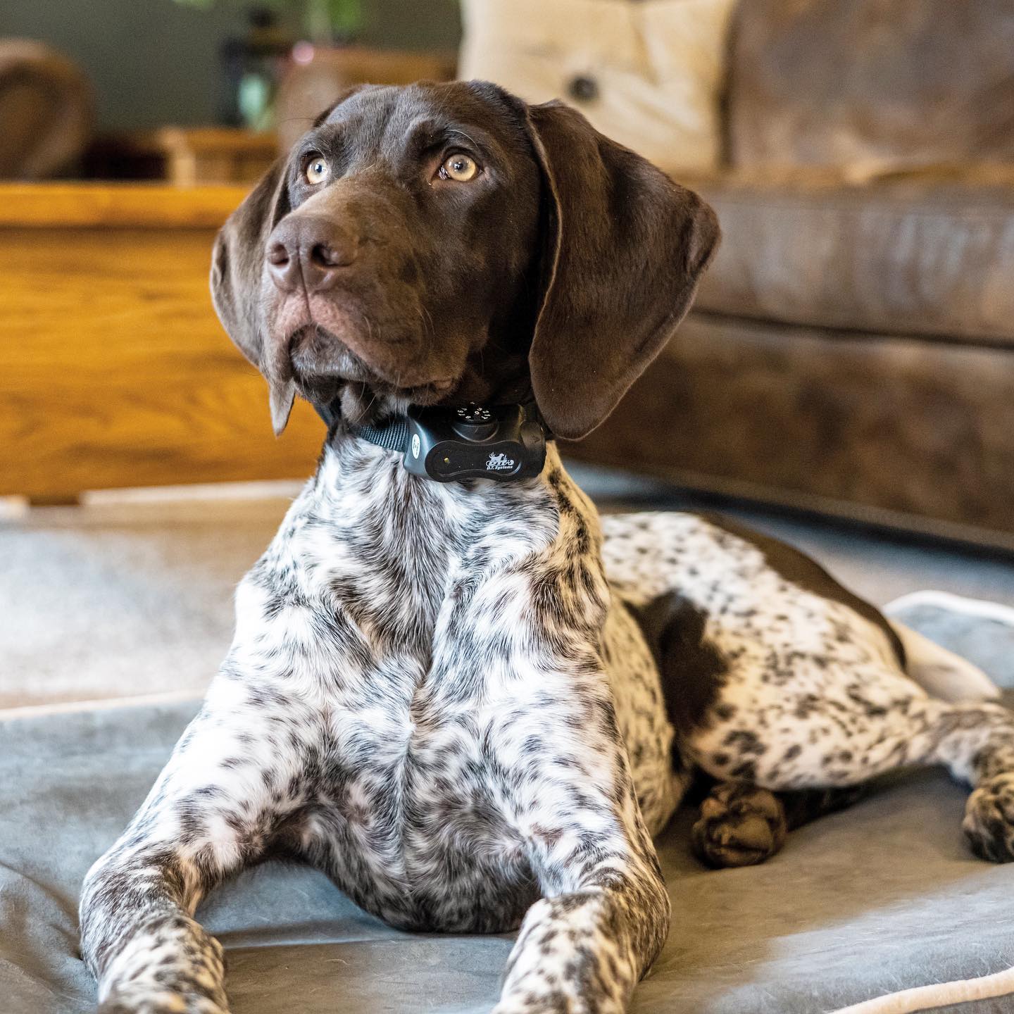 barking dog collar	