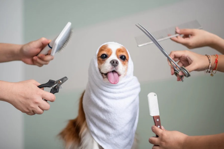 happy dog with grooming tools around him